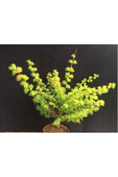 Модрина японська  ’Magic Gold’ восени